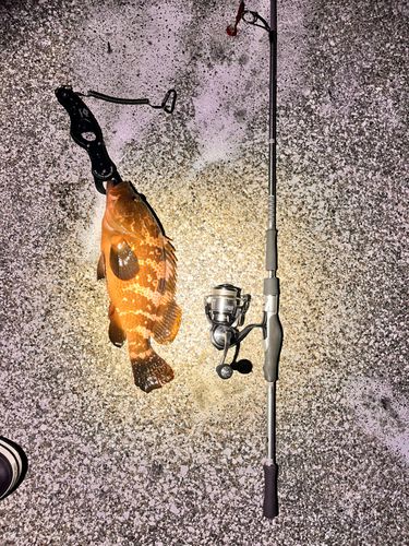 キジハタの釣果