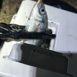 アジ