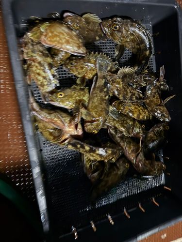 カサゴの釣果