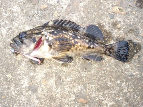 クロソイの釣果