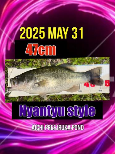 ラージマウスバスの釣果