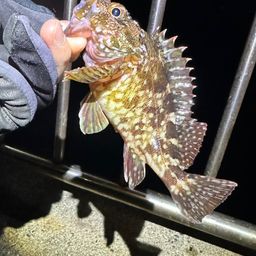 カサゴ