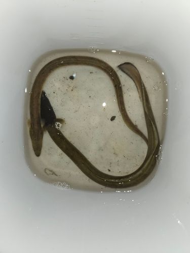 ウナギの釣果