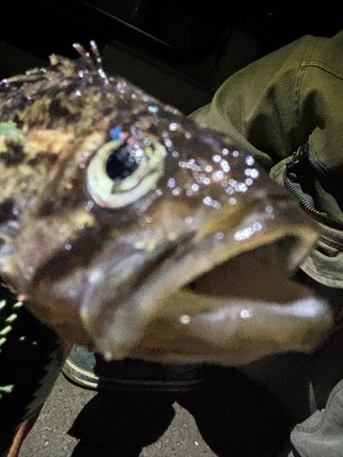クロソイの釣果