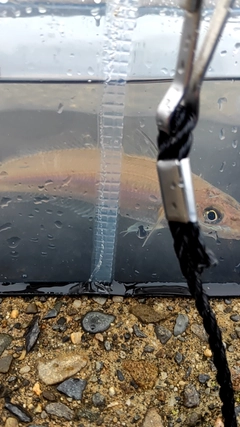 キスの釣果