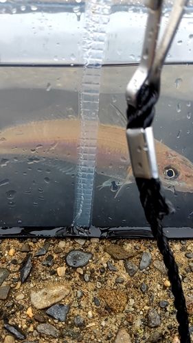 キスの釣果