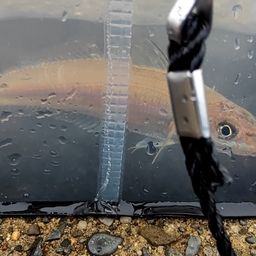 キス