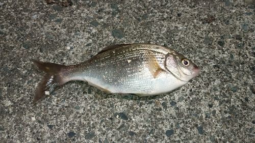 ウミタナゴの釣果