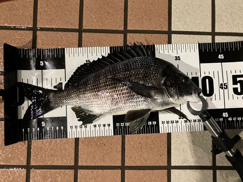 クロダイの釣果