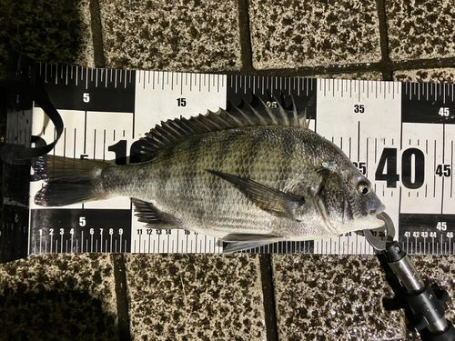 クロダイの釣果