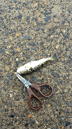 フグの釣果