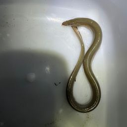 ウナギ