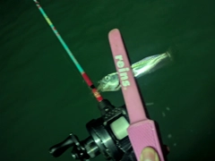 マサバの釣果