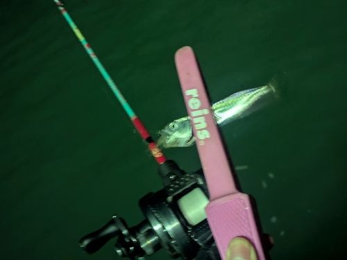 マサバの釣果