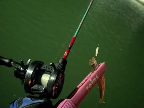 クロムツの釣果