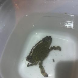 カニ