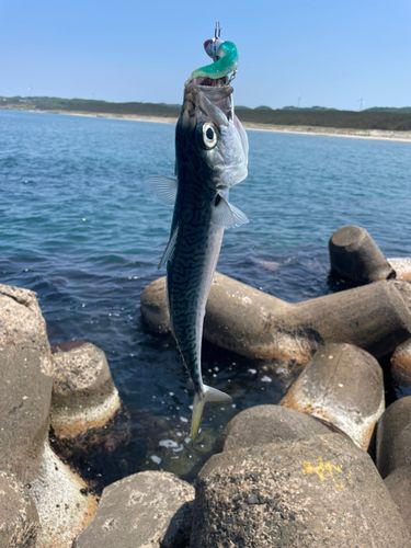 サバの釣果