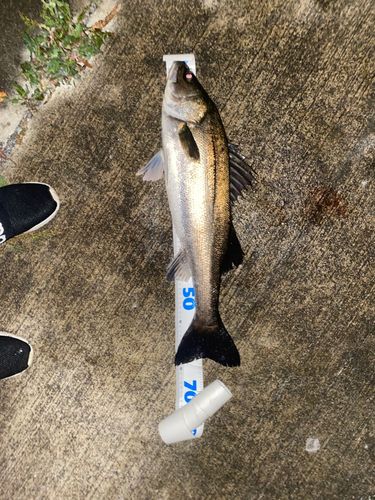 スズキの釣果