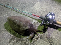 コウイカの釣果