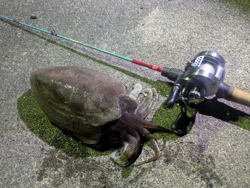 コウイカの釣果