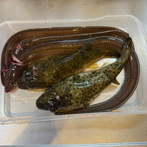 マアナゴの釣果