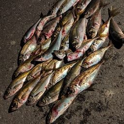 アジ