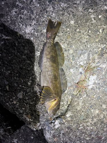 アイナメの釣果