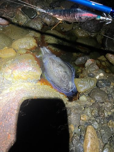 コウイカの釣果
