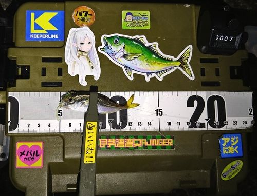 マアジの釣果