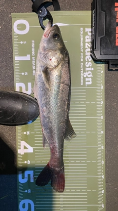 フッコ(マルスズキ)の釣果