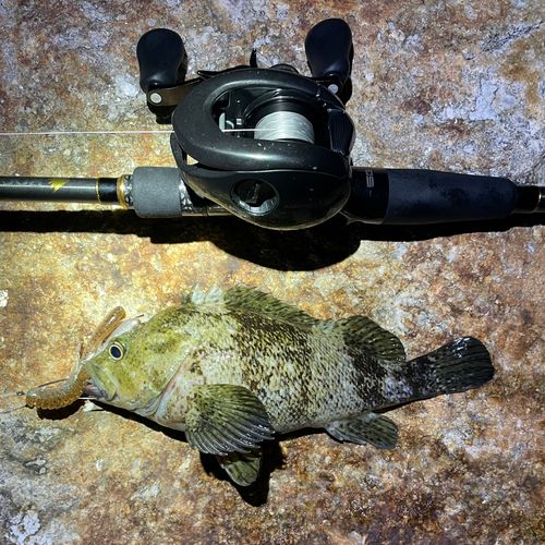 ムラソイの釣果