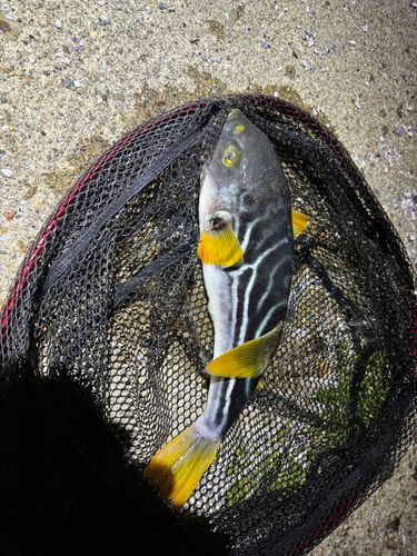 シマフグの釣果