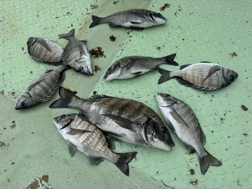 チヌの釣果