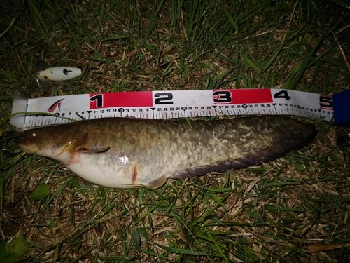 マナマズの釣果