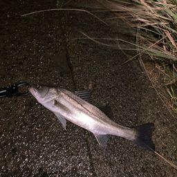 セイゴ（マルスズキ）