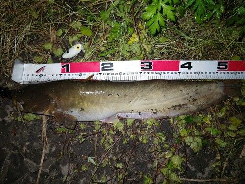 マナマズの釣果