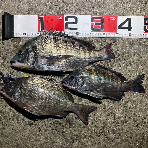 クロダイの釣果