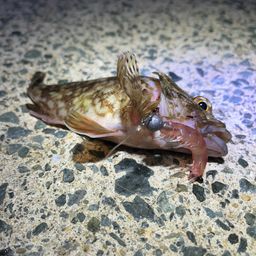 アラカブ