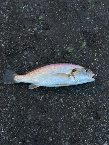 イシモチの釣果