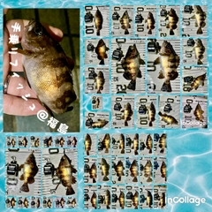 メバルの釣果