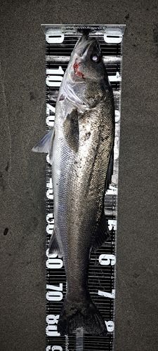 スズキの釣果