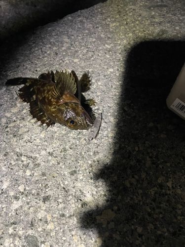 カサゴの釣果