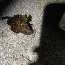カサゴ