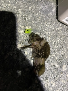 ムラソイの釣果