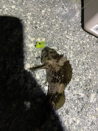 ムラソイの釣果