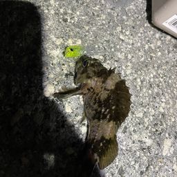 ムラソイ