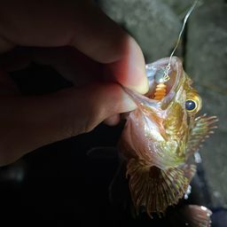 カサゴ