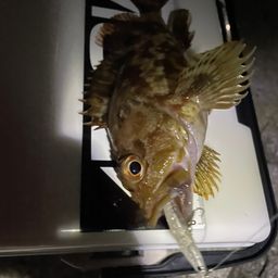カサゴ