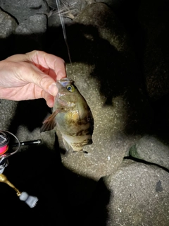 シロメバルの釣果