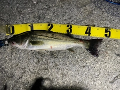 シーバスの釣果